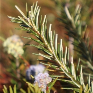 Melaleuca capitata at Porters Creek, NSW - 21 Sep 2024 01:59 PM