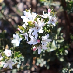 Philotheca scabra subsp. latifolia at Porters Creek, NSW - 21 Sep 2024 by Clarel