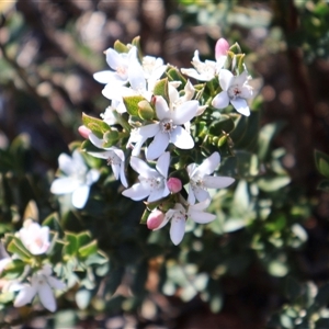 Philotheca scabra subsp. latifolia at Porters Creek, NSW - suppressed