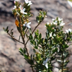 Philotheca scabra subsp. latifolia at Porters Creek, NSW - suppressed