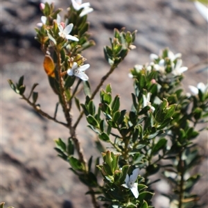 Philotheca scabra subsp. latifolia at Porters Creek, NSW - 21 Sep 2024