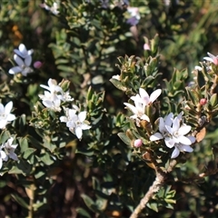 Philotheca scabra subsp. latifolia at Porters Creek, NSW - suppressed