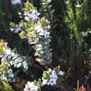 Philotheca scabra subsp. latifolia at Porters Creek, NSW - 21 Sep 2024