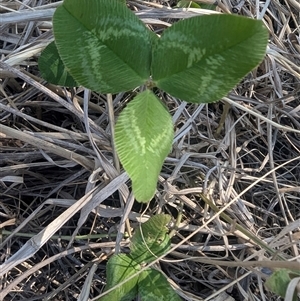 Trifolium repens at Kambah, ACT - 23 Sep 2024