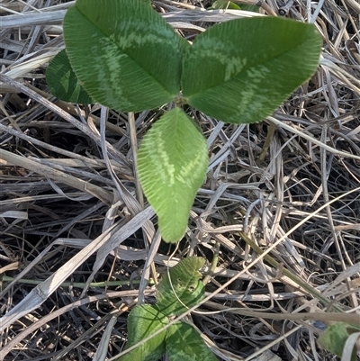 Trifolium repens (White Clover) at Kambah, ACT - 22 Sep 2024 by HelenCross