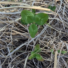 Trifolium repens at Kambah, ACT - 23 Sep 2024