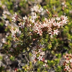 Calytrix tetragona (Common Fringe-myrtle) at Porters Creek, NSW - 21 Sep 2024 by Clarel