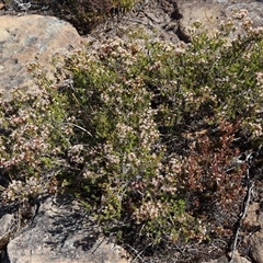 Calytrix tetragona at Porters Creek, NSW - 21 Sep 2024 01:42 PM