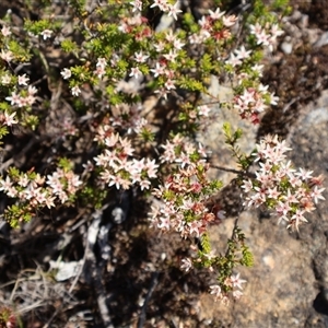 Calytrix tetragona at Porters Creek, NSW - 21 Sep 2024 01:42 PM