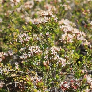 Calytrix tetragona at Porters Creek, NSW - 21 Sep 2024 01:42 PM