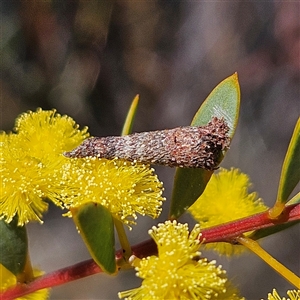 Conoeca or Lepidoscia (genera) IMMATURE at Yarralumla, ACT - 23 Sep 2024