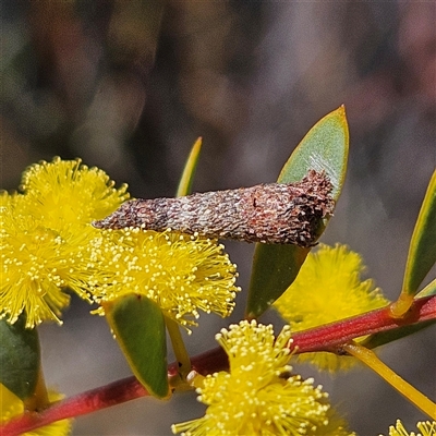 Conoeca or Lepidoscia (genera) IMMATURE (Unidentified Cone Case Moth larva, pupa, or case) at Yarralumla, ACT - 23 Sep 2024 by MatthewFrawley