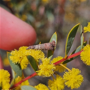 Conoeca or Lepidoscia (genera) IMMATURE at Yarralumla, ACT - 23 Sep 2024