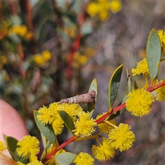 Conoeca or Lepidoscia (genera) IMMATURE at Yarralumla, ACT - 23 Sep 2024