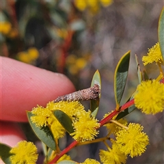 Conoeca or Lepidoscia (genera) IMMATURE at Yarralumla, ACT - 23 Sep 2024