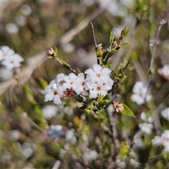 Leucopogon virgatus (Common Beard-heath) at Yarralumla, ACT - 23 Sep 2024 by MatthewFrawley