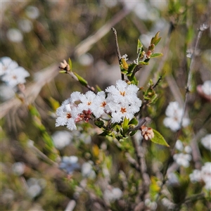 Leucopogon virgatus at Yarralumla, ACT - 23 Sep 2024