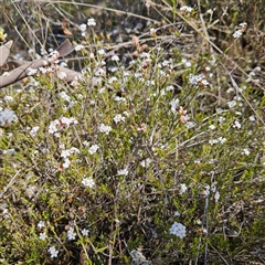 Leucopogon virgatus at Yarralumla, ACT - 23 Sep 2024