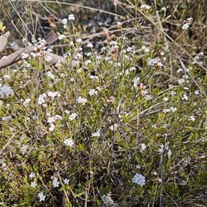 Leucopogon virgatus at Yarralumla, ACT - 23 Sep 2024