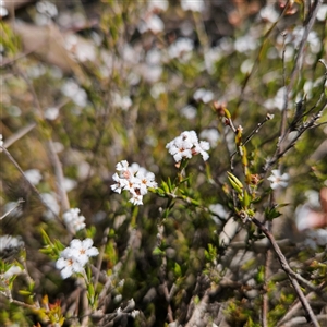 Leucopogon virgatus at Yarralumla, ACT - 23 Sep 2024