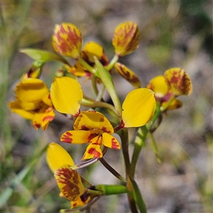 Diuris nigromontana at Yarralumla, ACT - 23 Sep 2024