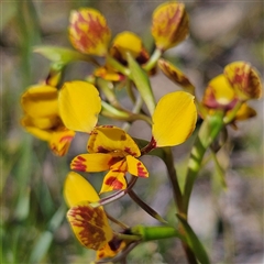 Diuris nigromontana at Yarralumla, ACT - 23 Sep 2024