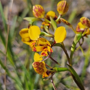 Diuris nigromontana at Yarralumla, ACT - suppressed