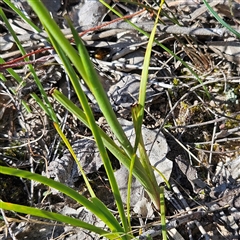 Diuris nigromontana at Yarralumla, ACT - 23 Sep 2024