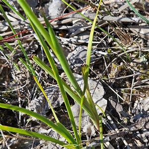 Diuris nigromontana at Yarralumla, ACT - 23 Sep 2024