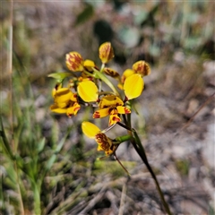 Diuris nigromontana at Yarralumla, ACT - 23 Sep 2024