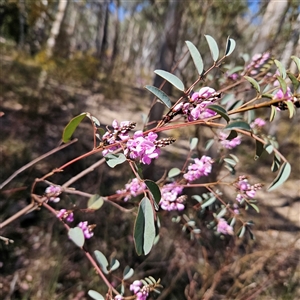 Indigofera australis subsp. australis at Aranda, ACT - 23 Sep 2024