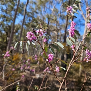 Indigofera australis subsp. australis at Aranda, ACT - 23 Sep 2024