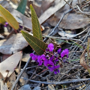 Hardenbergia violacea at Aranda, ACT - 23 Sep 2024