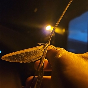 Unidentified Stick insect (Phasmatodea) at Wirraminna, SA by atticus