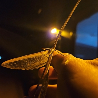 Unidentified Stick insect (Phasmatodea) at Wirraminna, SA - 23 Sep 2024 by atticus