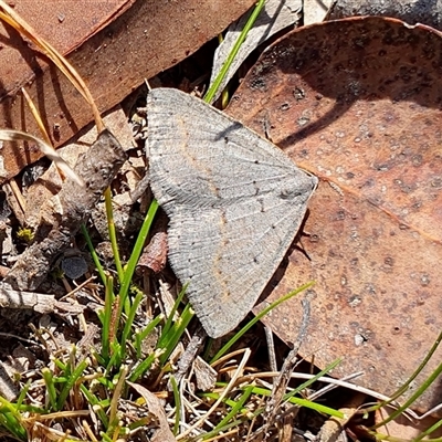 Taxeotis subvelaria (Neat Taxeotis) at Yass River, NSW - 23 Sep 2024 by SenexRugosus