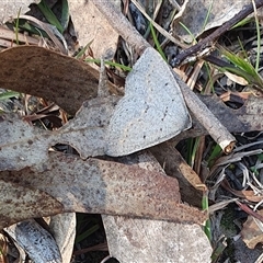 Taxeotis subvelaria at Yass River, NSW - 23 Sep 2024