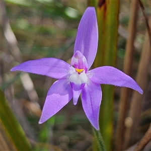 Glossodia major at Aranda, ACT - 23 Sep 2024