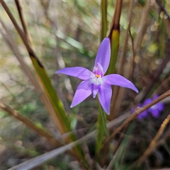 Glossodia major at Aranda, ACT - 23 Sep 2024