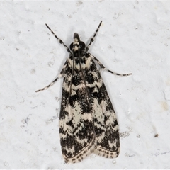 Scoparia exhibitalis (A Crambid moth) at Melba, ACT - 22 Sep 2024 by kasiaaus