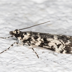 Scoparia exhibitalis at Melba, ACT - 22 Sep 2024