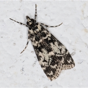 Scoparia exhibitalis at Melba, ACT - 22 Sep 2024