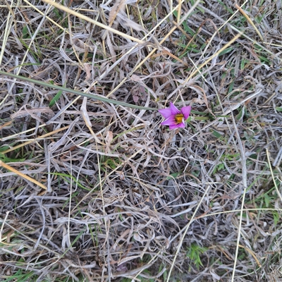 Romulea rosea var. australis (Onion Grass) at Watson, ACT - 23 Sep 2024 by abread111