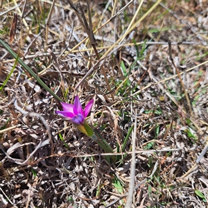 Romulea rosea var. australis at Watson, ACT - 23 Sep 2024 10:55 AM