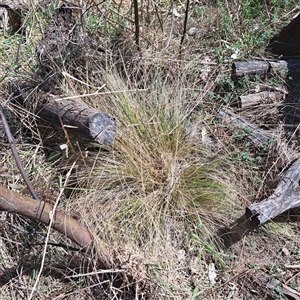 Nassella trichotoma at Watson, ACT - 23 Sep 2024