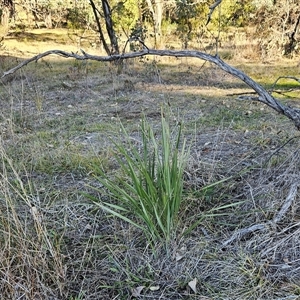 Dianella revoluta var. revoluta at Weetangera, ACT - 23 Jun 2024