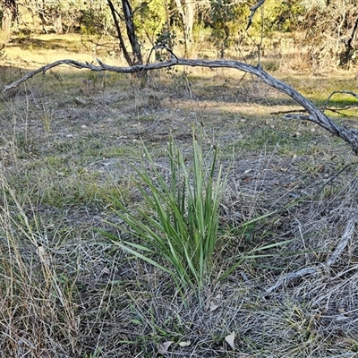 Dianella revoluta var. revoluta (Black-Anther Flax Lily) at Weetangera, ACT - 23 Jun 2024 by sangio7