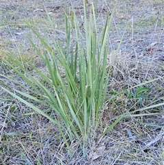 Dianella revoluta var. revoluta at Weetangera, ACT - 23 Jun 2024