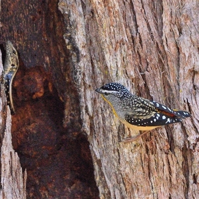 Pardalotus punctatus (Spotted Pardalote) at Thirlmere, NSW - 23 Sep 2024 by Freebird