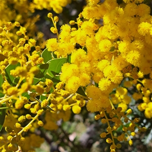 Acacia cultriformis at Watson, ACT - 23 Sep 2024 11:30 AM